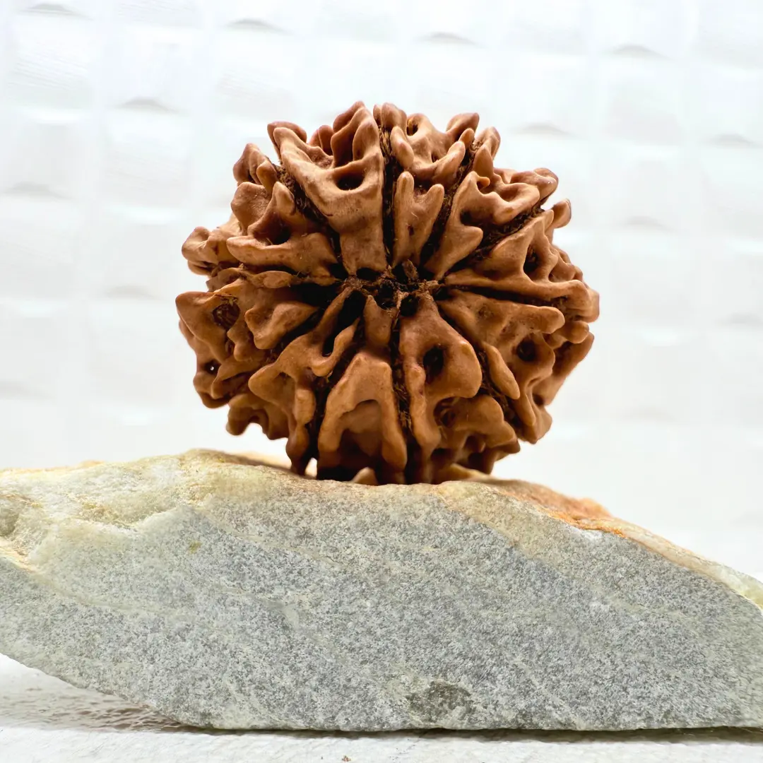 10 Mukhi Rudraksha Nepal - Image 2