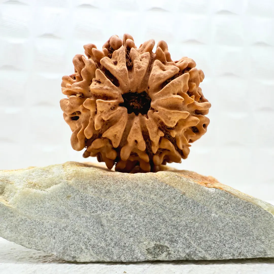 10 Mukhi Rudraksha Nepal front