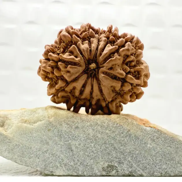 11 Mukhi Rudraksha Nepal front