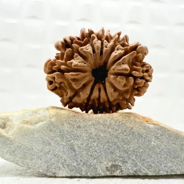 12 Mukhi Rudraksha Nepal Front