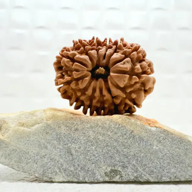 13 Mukhi Rudraksha Nepal front