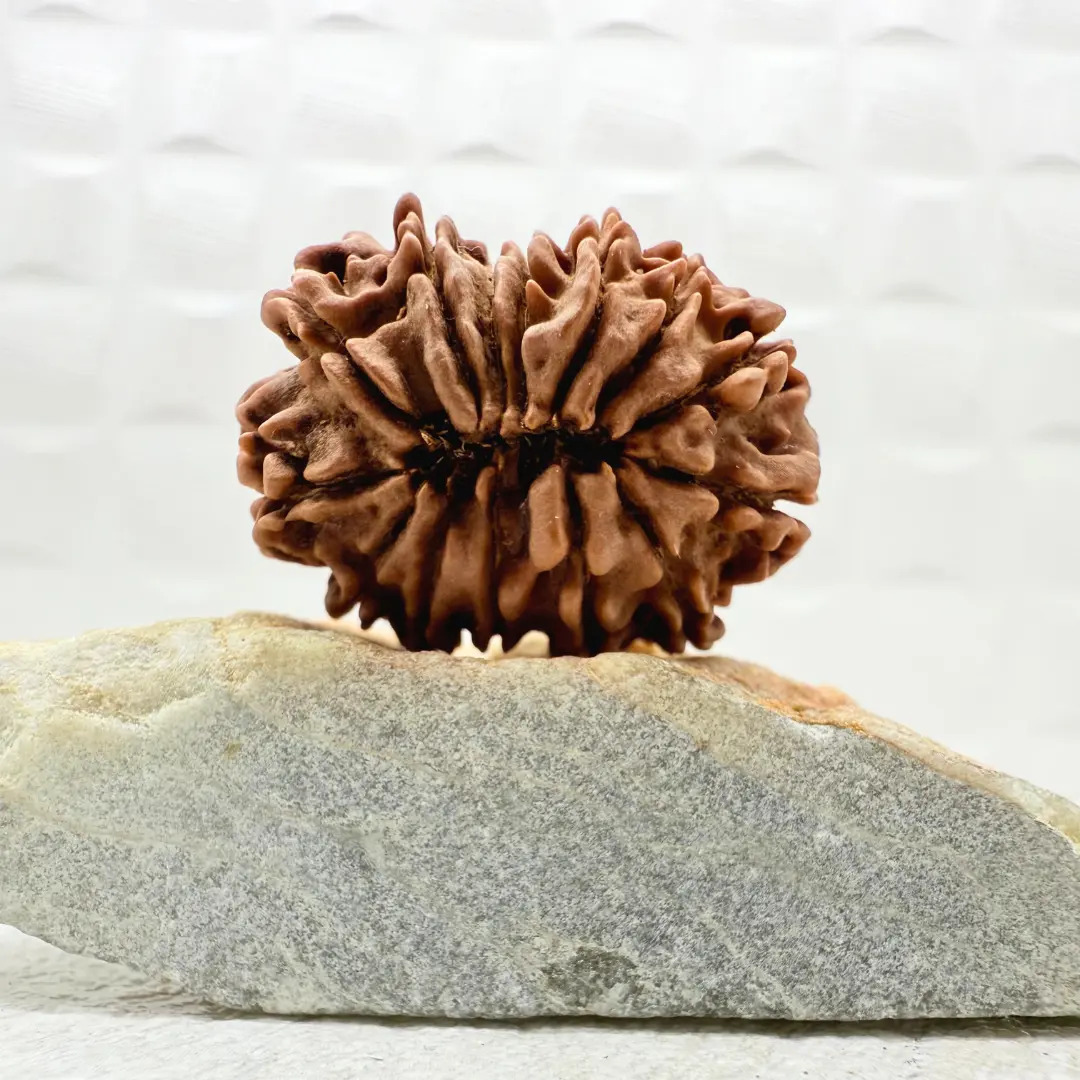 14 Mukhi Rudraksha Nepal back