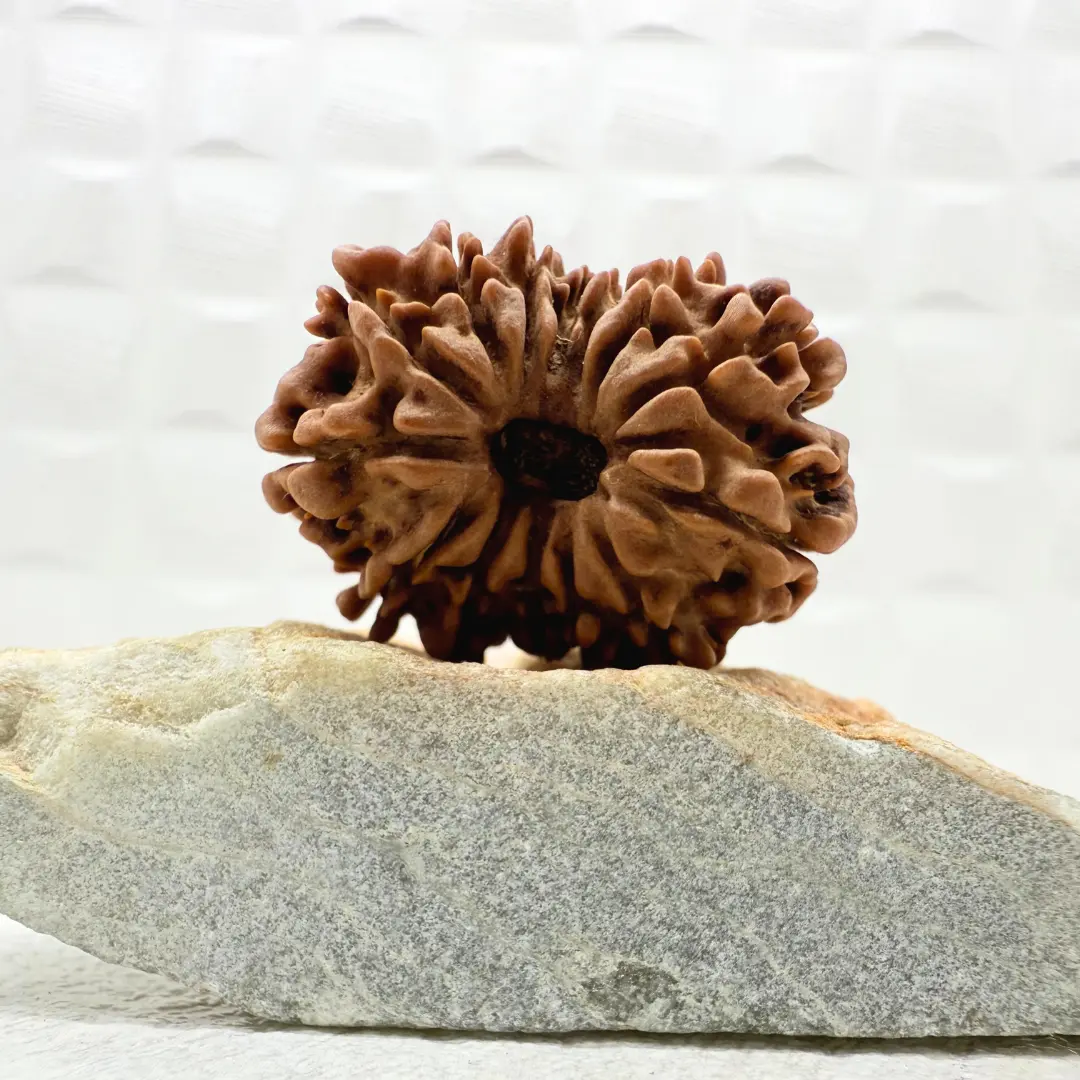 14 Mukhi Rudraksha Nepal front