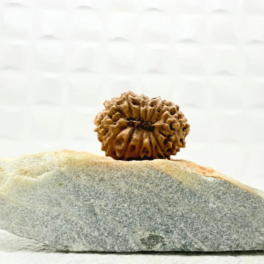 14 Mukhi Rudraksha Indonesian back