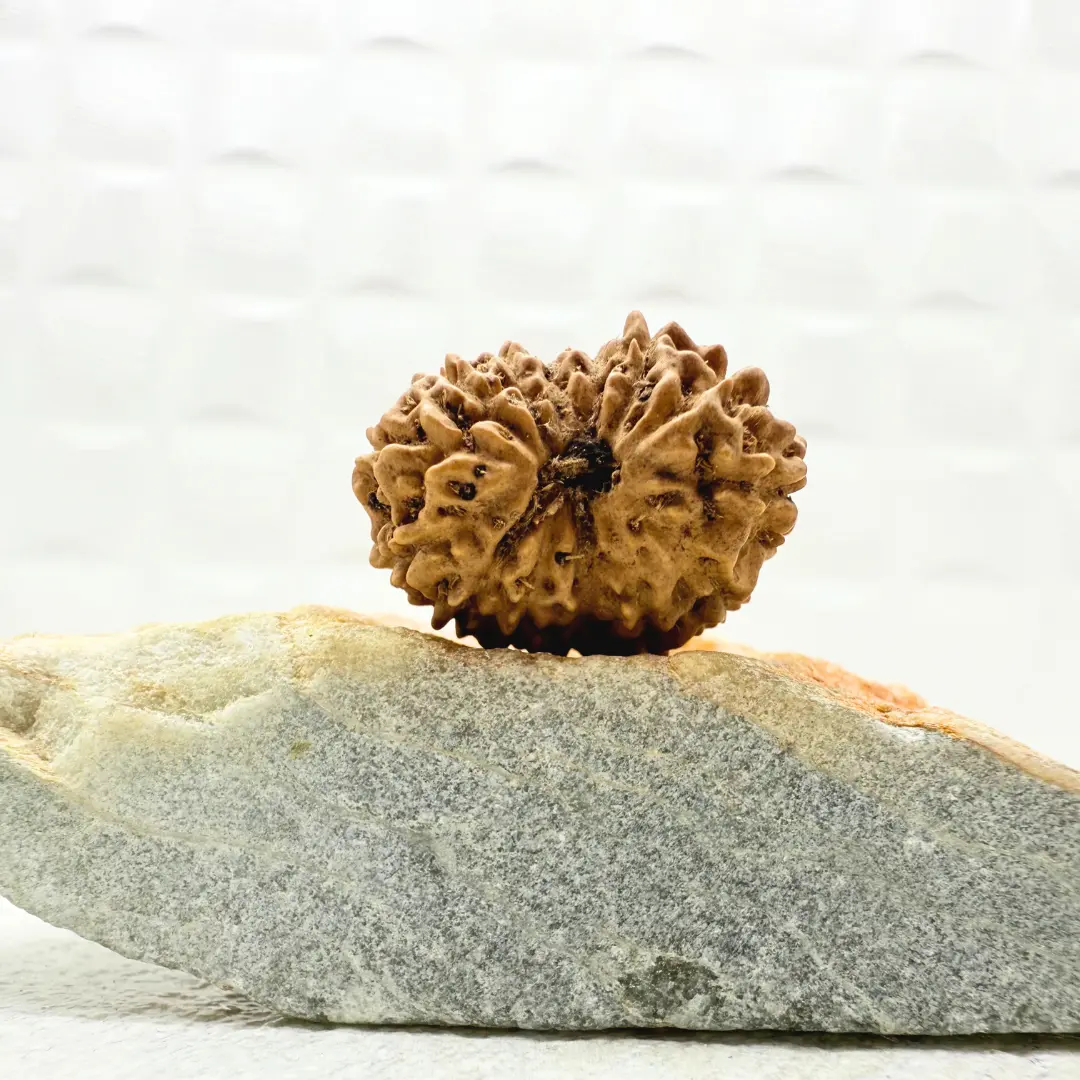 14 Mukhi Rudraksha Indonesian Front