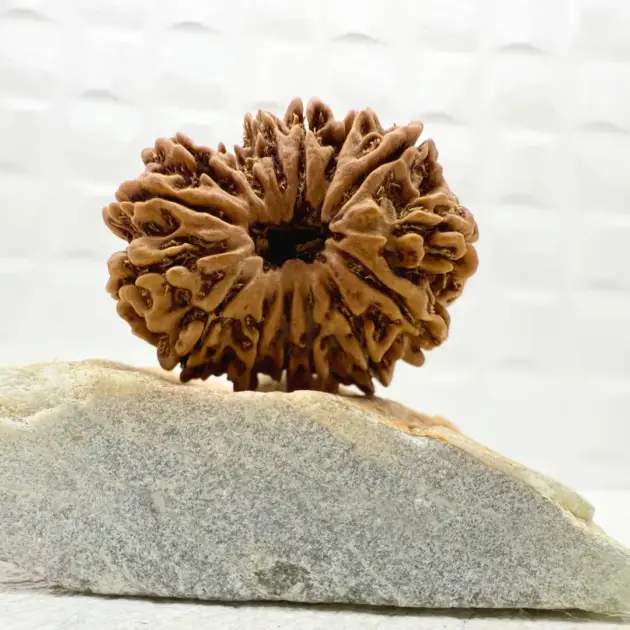 15 Mukhi Rudraksha From Nepal front