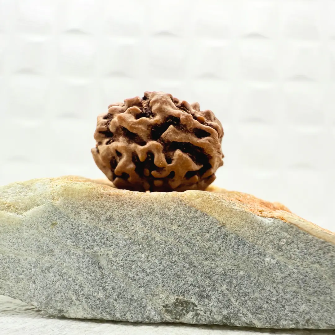 2 Mukhi Rudraksha from the Himalayas back