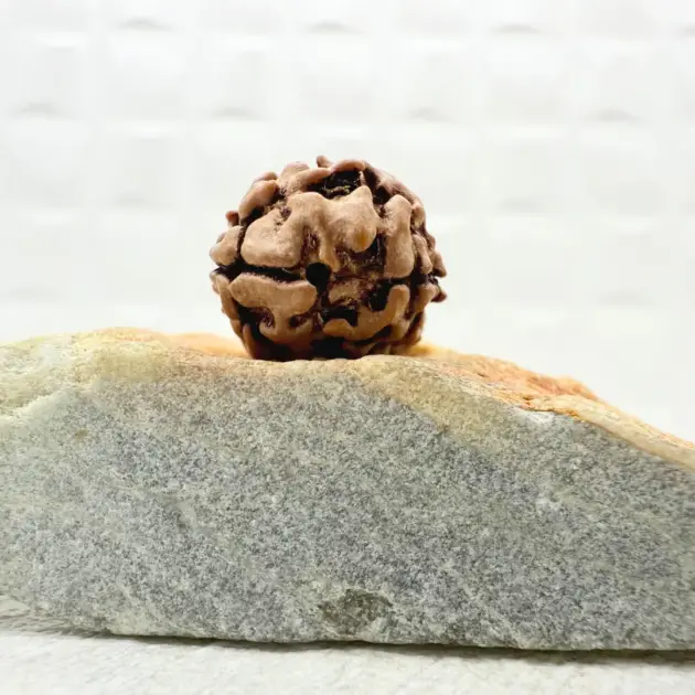 2 Mukhi Rudraksha from the Himalayas front