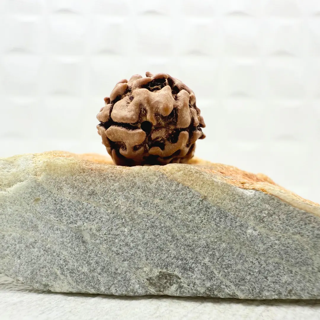 2 Mukhi Rudraksha from the Himalayas front