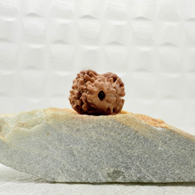 2 Mukhi Rudraksha Front