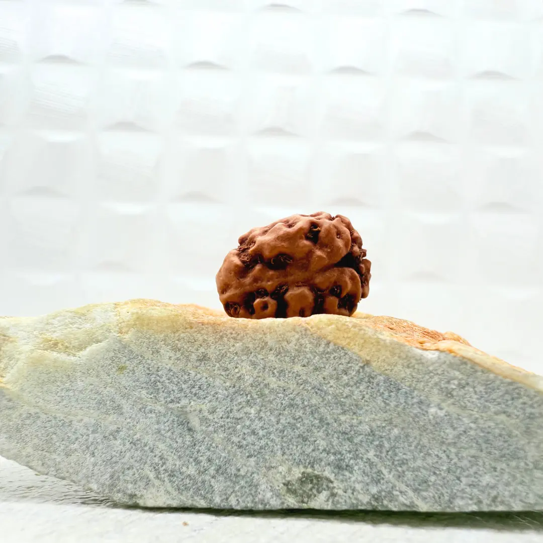 2 Mukhi Rudraksha from Indonesia back