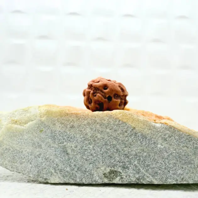 2 Mukhi Rudraksha from Indonesia front