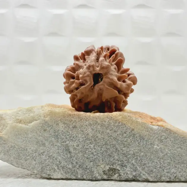 3 Mukhi Nepal front