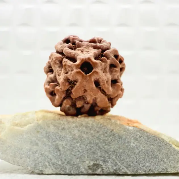 4 Mukhi Rudraksha from Nepal Front