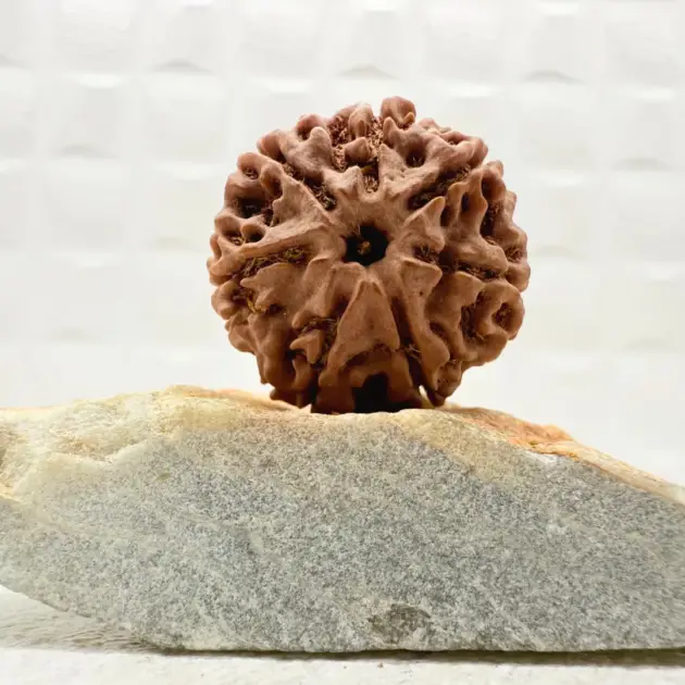 7 Mukhi Rudraksha Nepal Front