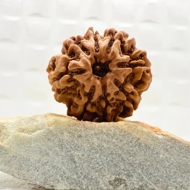 8 Mukhi Rudraksha Nepal front