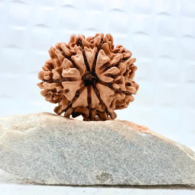 9 Mukhi Rudraksha Nepal front