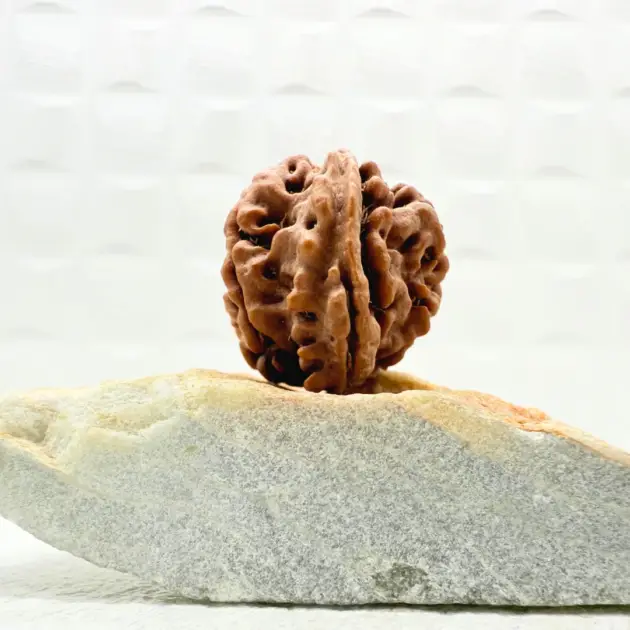 Ganesh Rudraksha Nepal front