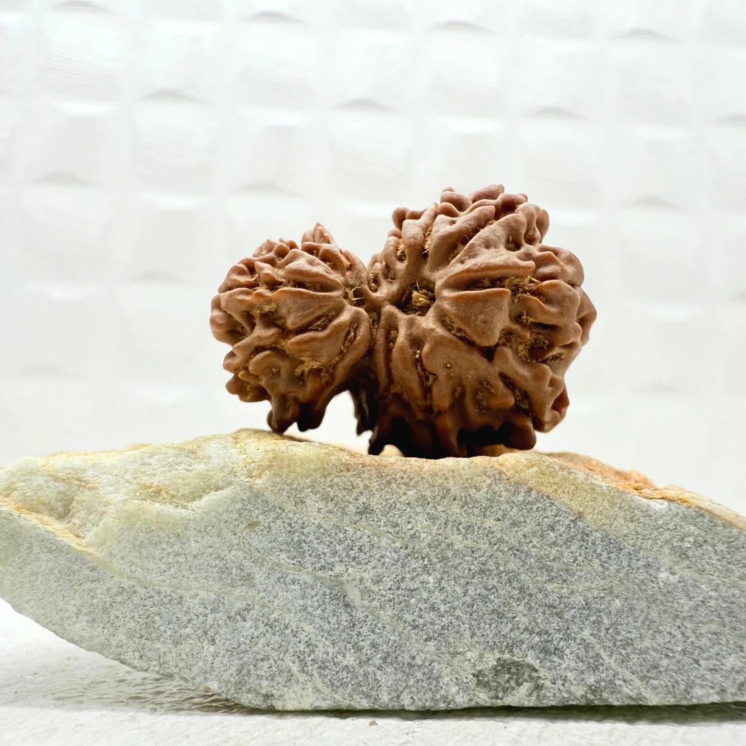 Garbhgauri Rudraksha Nepal back