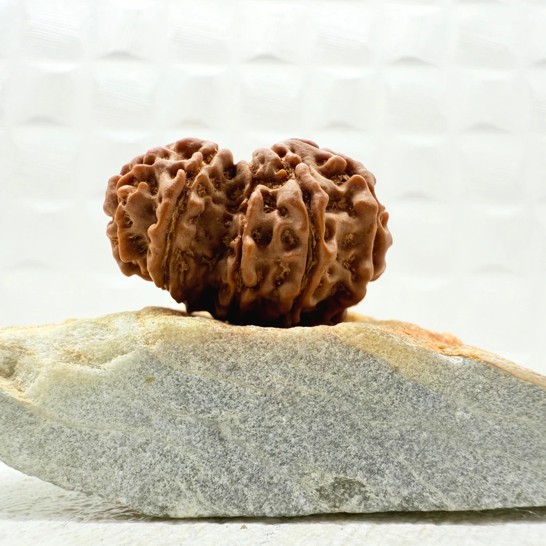 Garbhgauri Rudraksha Nepal front