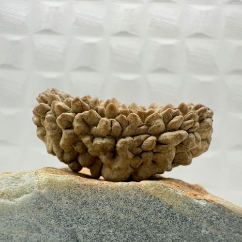 Rameshwaram Ek Mukhi Rudraksha