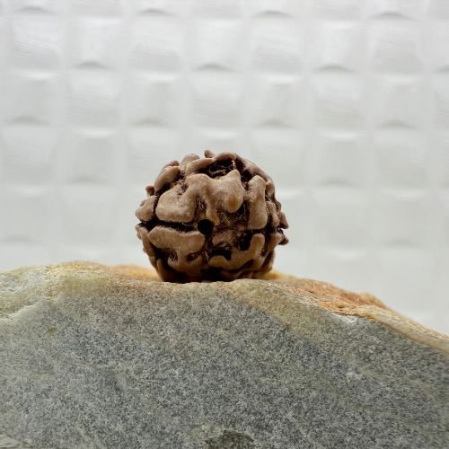2 Mukhi Rudraksha from the Himalayas