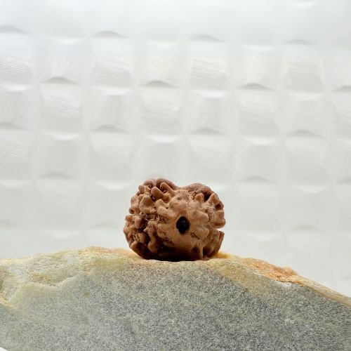 2 Mukhi Rudraksha from Nepal