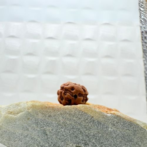 2 Mukhi Rudraksha from Indonesia