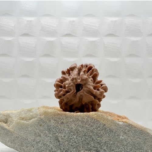 3 Mukhi Rudraksha from Nepal