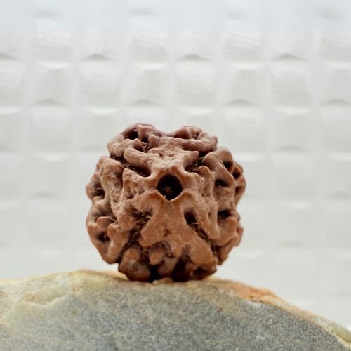 4 Mukhi Rudraksha from Nepal