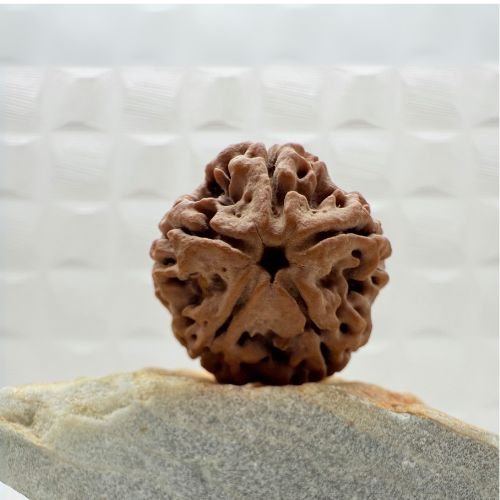 5 Mukhi Rudraksha Nepal