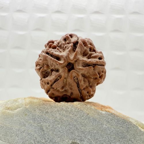 6 Mukhi Rudraksha Nepal