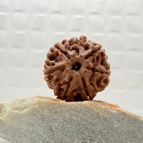 7 Mukhi Rudraksha Nepal