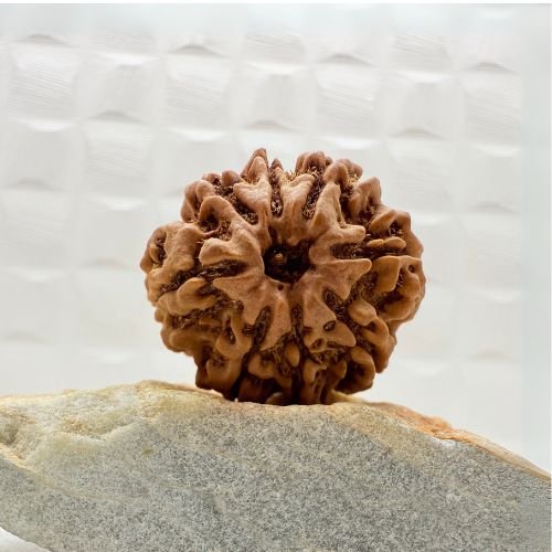 8 Mukhi Rudraksha Nepal