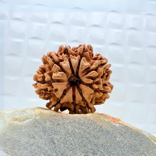 9 Mukhi Rudraksha Nepal