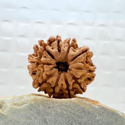 10 Mukhi Rudraksha Nepal
