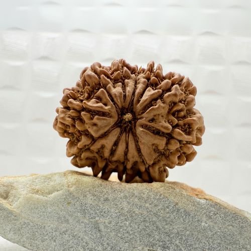 11 Mukhi Rudraksha Nepal