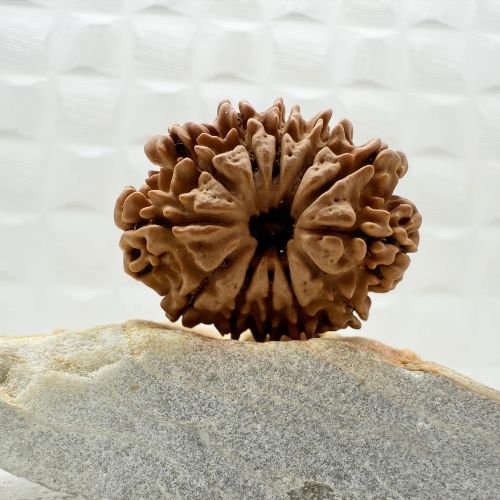 12 Mukhi Rudraksha Nepal