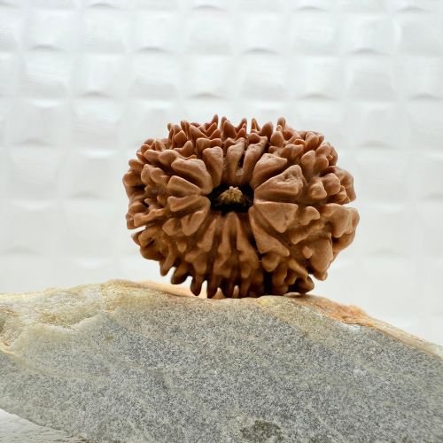 13 Mukhi Rudraksha Nepal
