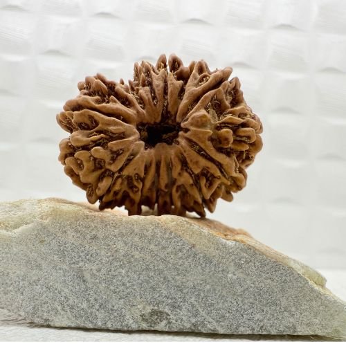 15 Mukhi Rudraksha From Nepal