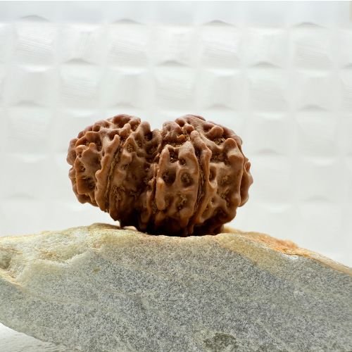 Garbhgauri Rudraksha Nepal