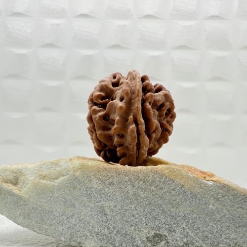 Ganesh Rudraksha Nepal