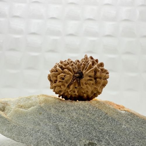 14 Mukhi Rudraksha Indonesian