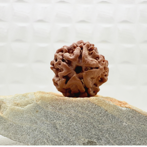 1 Mukhi Rudraksha from Nepal - Image 2