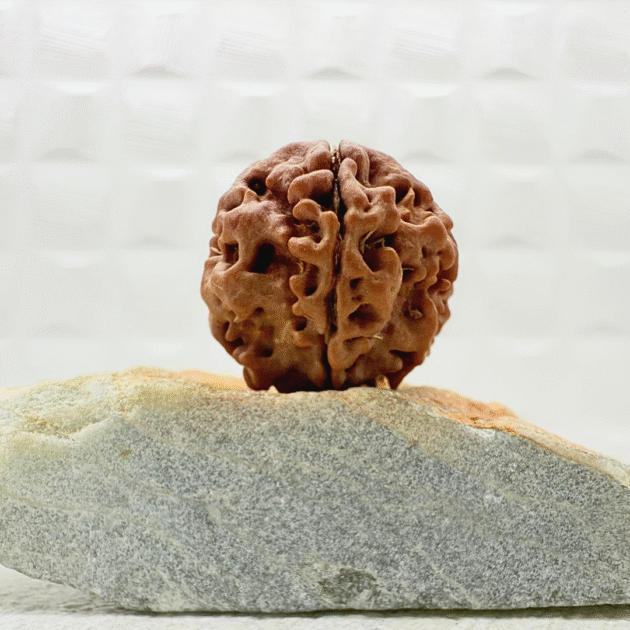 1 Mukhi Rudraksha from Nepal